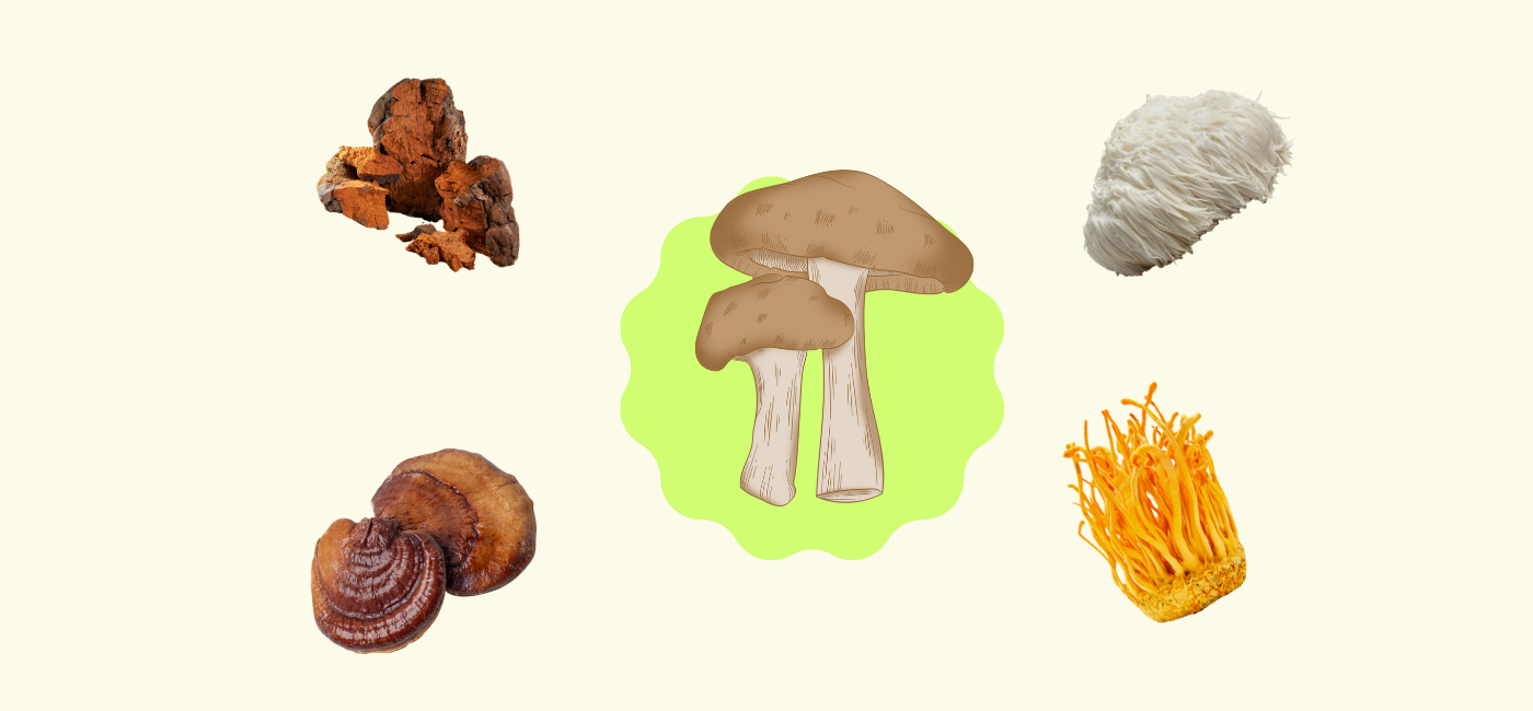 Understanding Medicinal Mushrooms: Benefits, History, and Myths