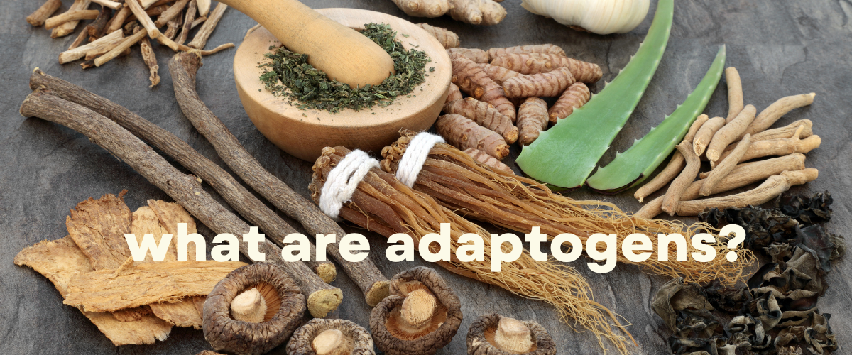 What are adaptogens?